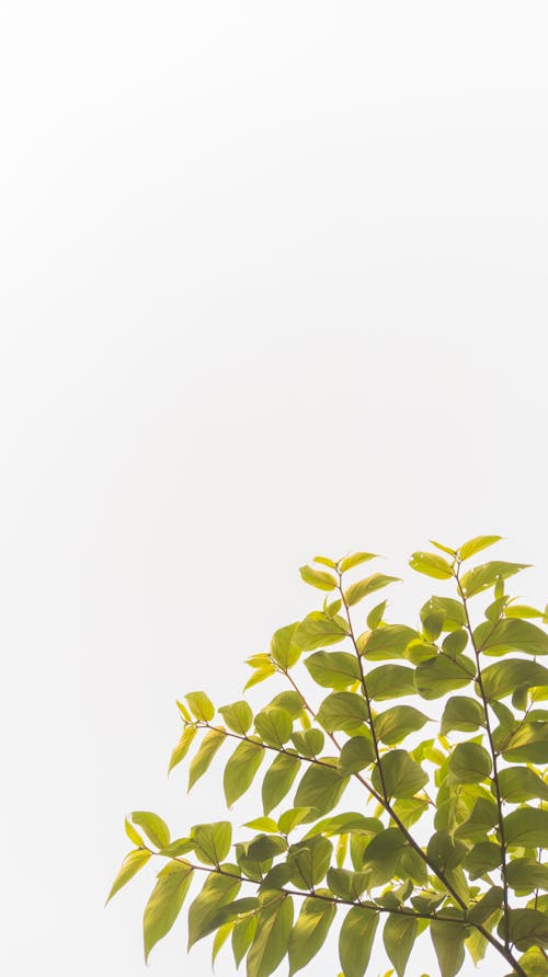 Foto stok gratis daun-daun hijau, latar belakang putih, merapatkan