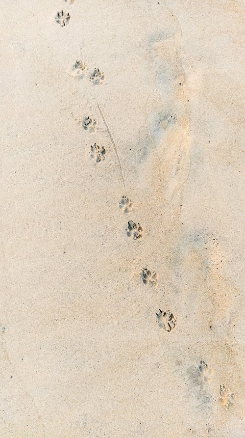 Footsteps of a Dog on the Sand