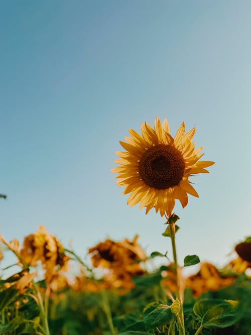 Kostnadsfri bild av blå himmel, blomfotografi, blomma