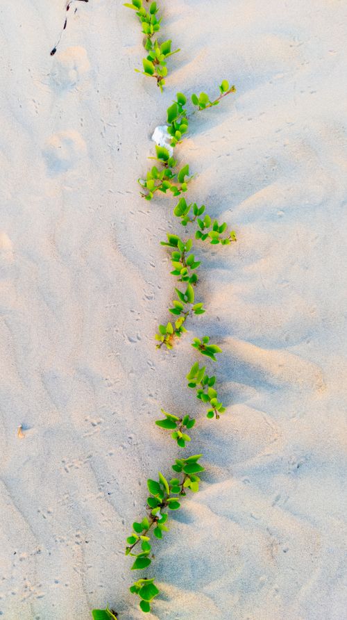 Free Close-up of vibrant green vine on white sand beach, showcasing nature's simplicity. Stock Photo