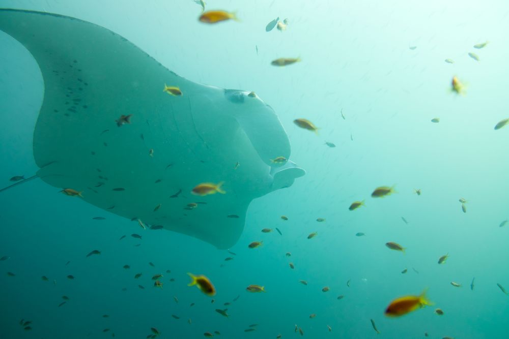 Mantarraya planeando entre peces tropicales en las aguas turquesa de las Maldivas
