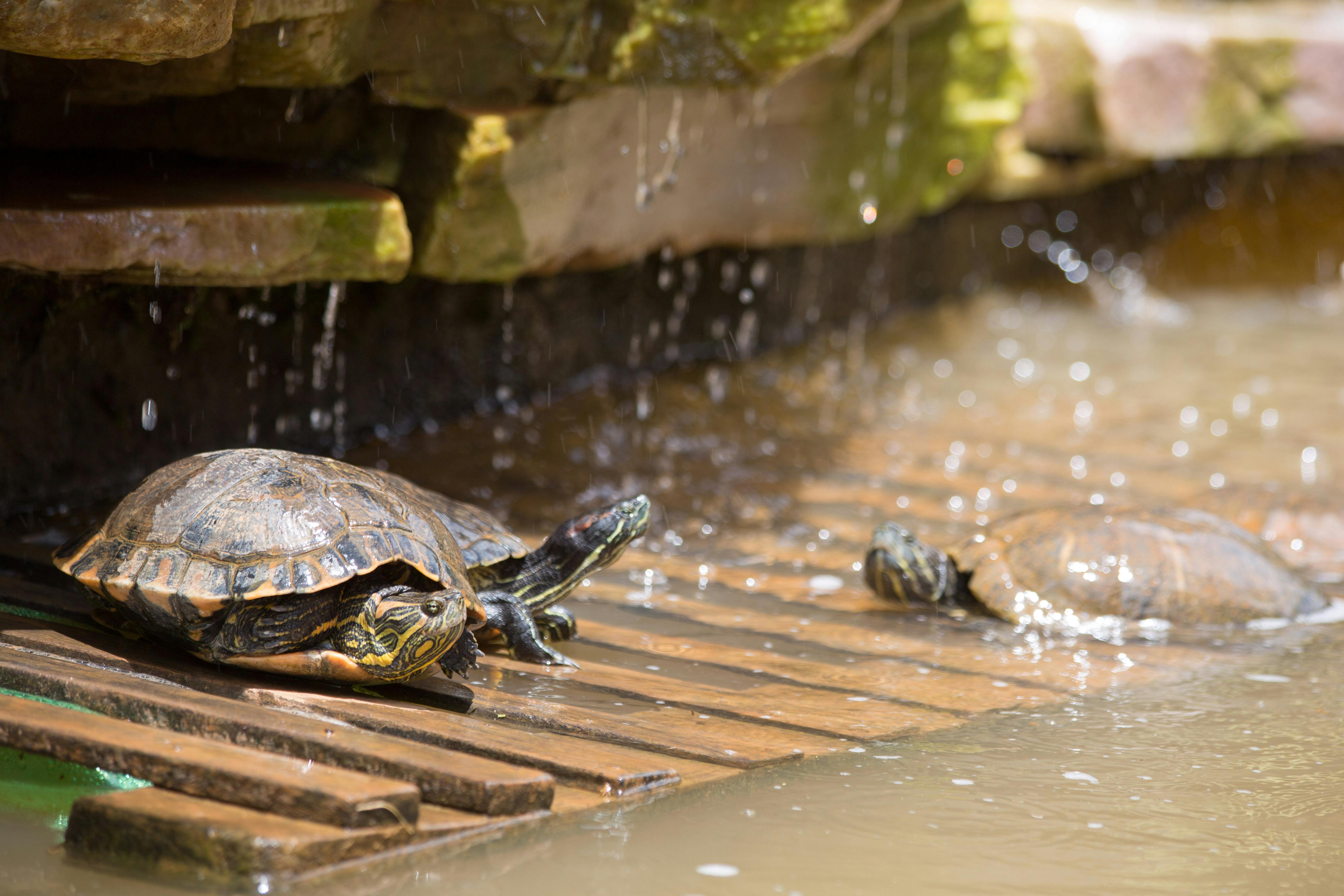 Photo of Turtles on a Wooden Small Bridge Submerged in the Water under