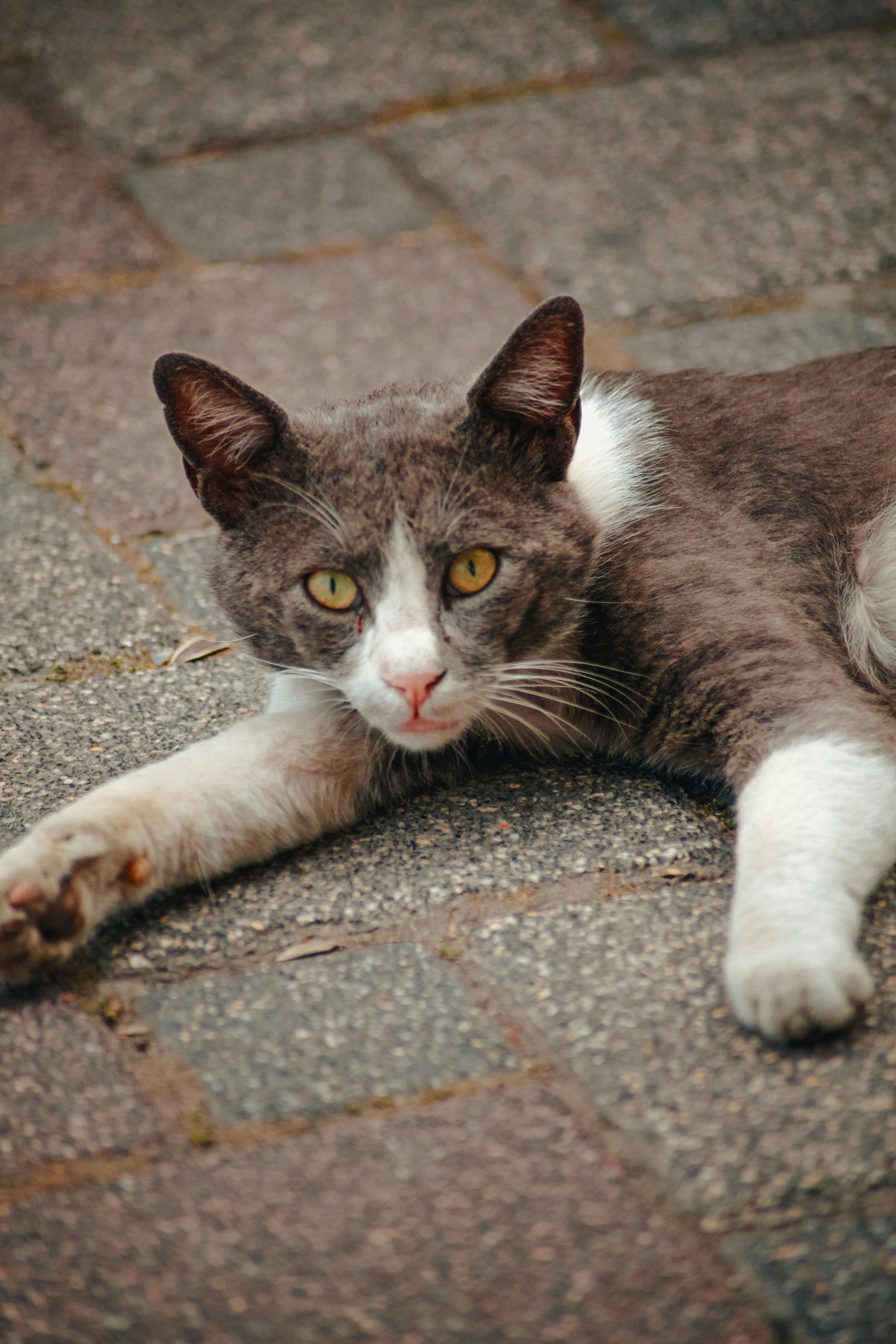 Free A gray and white domestic cat comfortably lying on a brick pavement, staring intently. Stock Photo