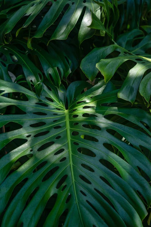 Free Close-up of a Monstera Leaf  Stock Photo