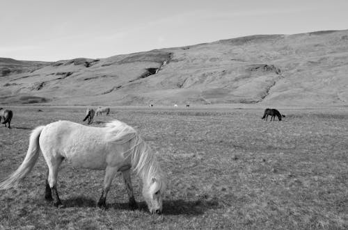 Foto profissional grátis de arranhando, cavalos, colinas