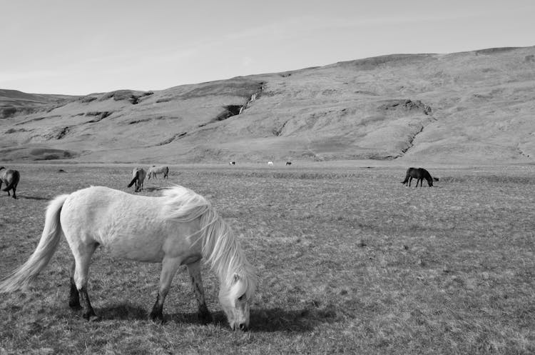 Horses Grazing In Pasture