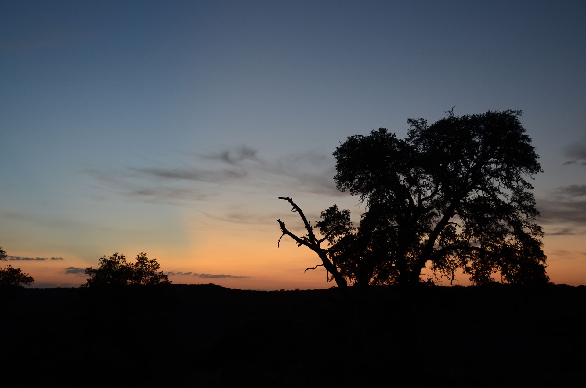 Texas landscape at sunset with tree silhouettes against a golden sky