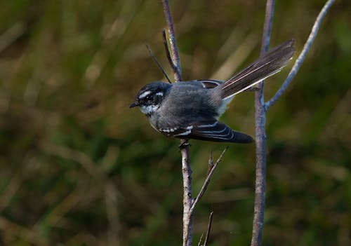 Grey Fantail Perched on Branch