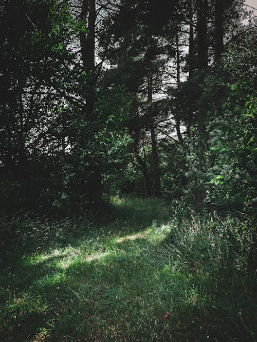 Green Trees and Plants