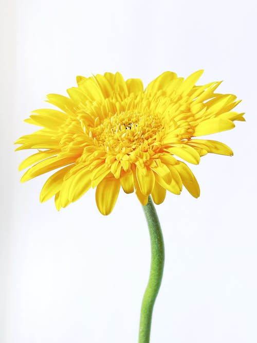 Imagine de stoc gratuită din a închide, botanic, floare