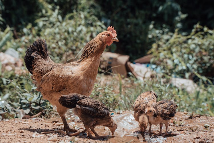 Hen And Chicks On Dirt Sand 