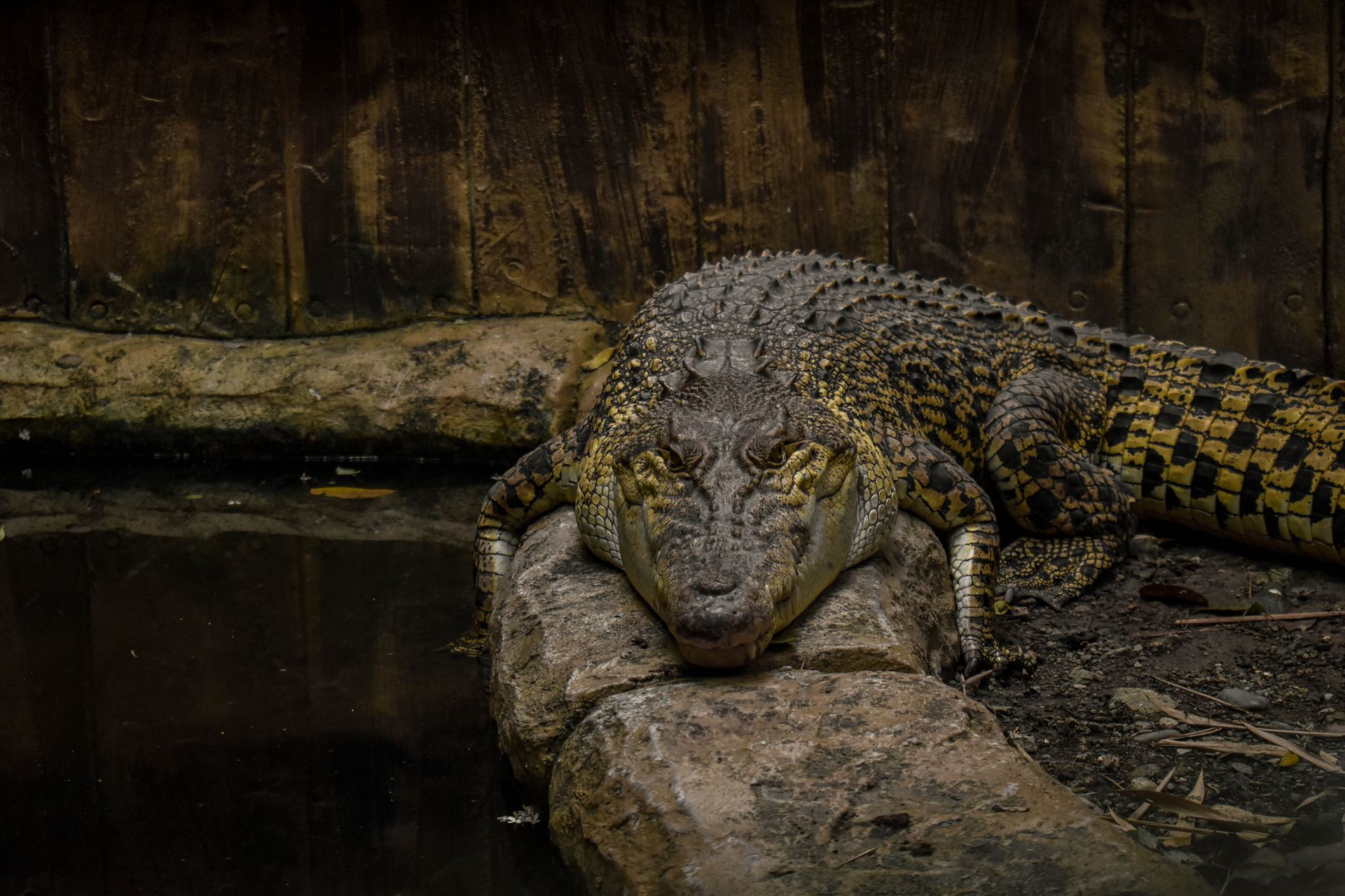 Saltwater Crocodile in the Zoo