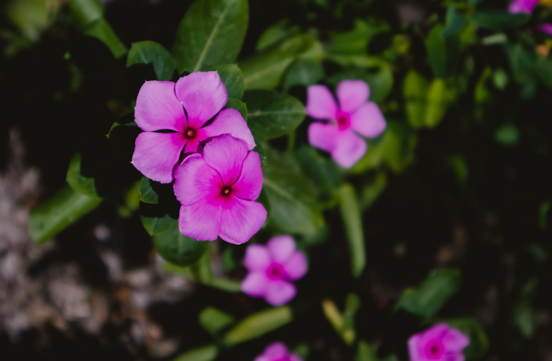 Bright pink vinca flowers beautifully captured in vibrant full bloom against lush green leaves.