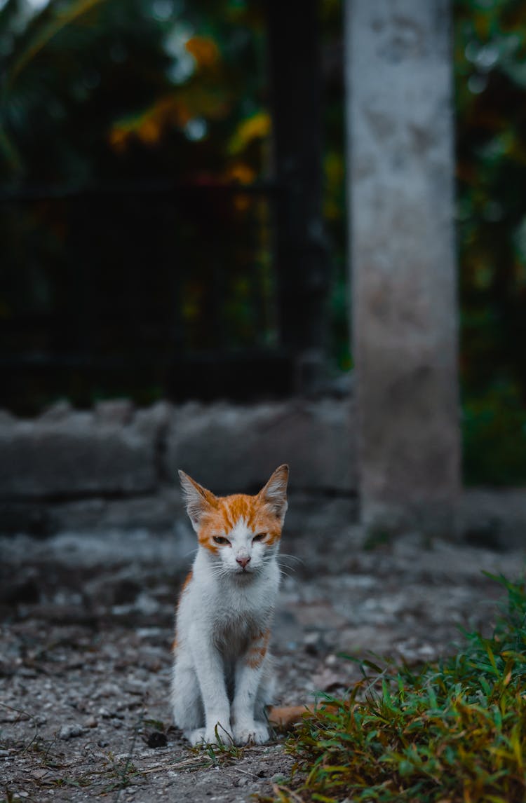 Close-Up Shot Of A Cyprus Cat Sitting On The Ground