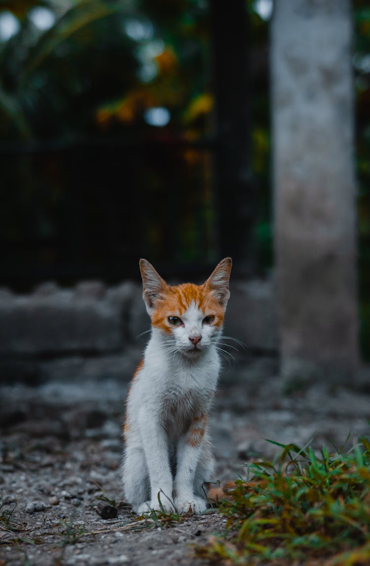 Close-Up Shot Of A Cyprus Cat Sitting On The Ground