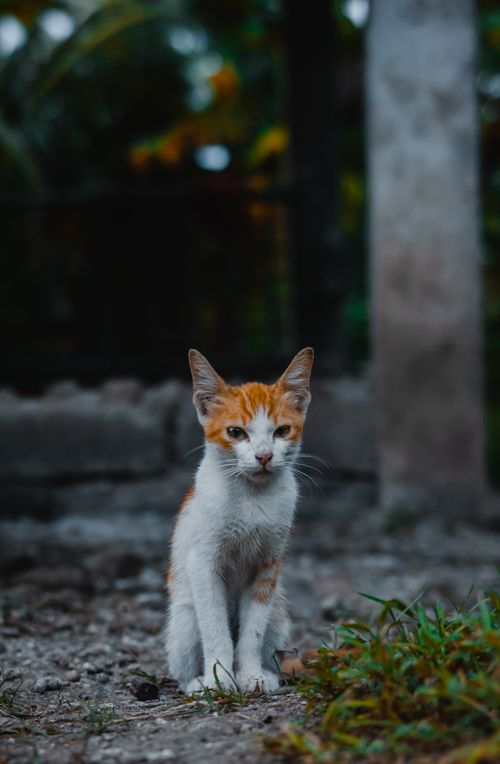 Free Adorable kitten sitting on a path outdoors, showcasing youthful curiosity. Stock Photo