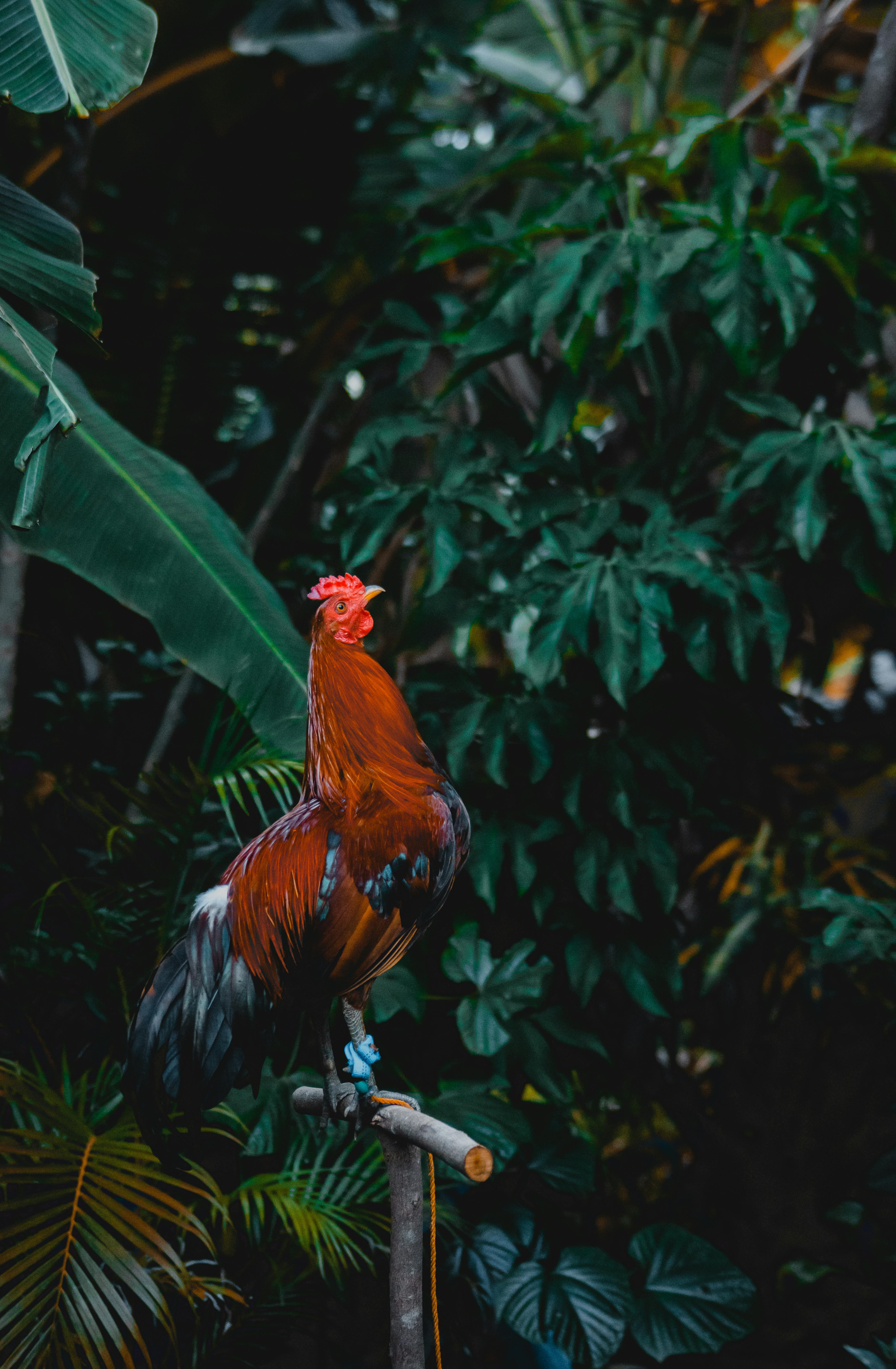 rooster perched on a wooden stick