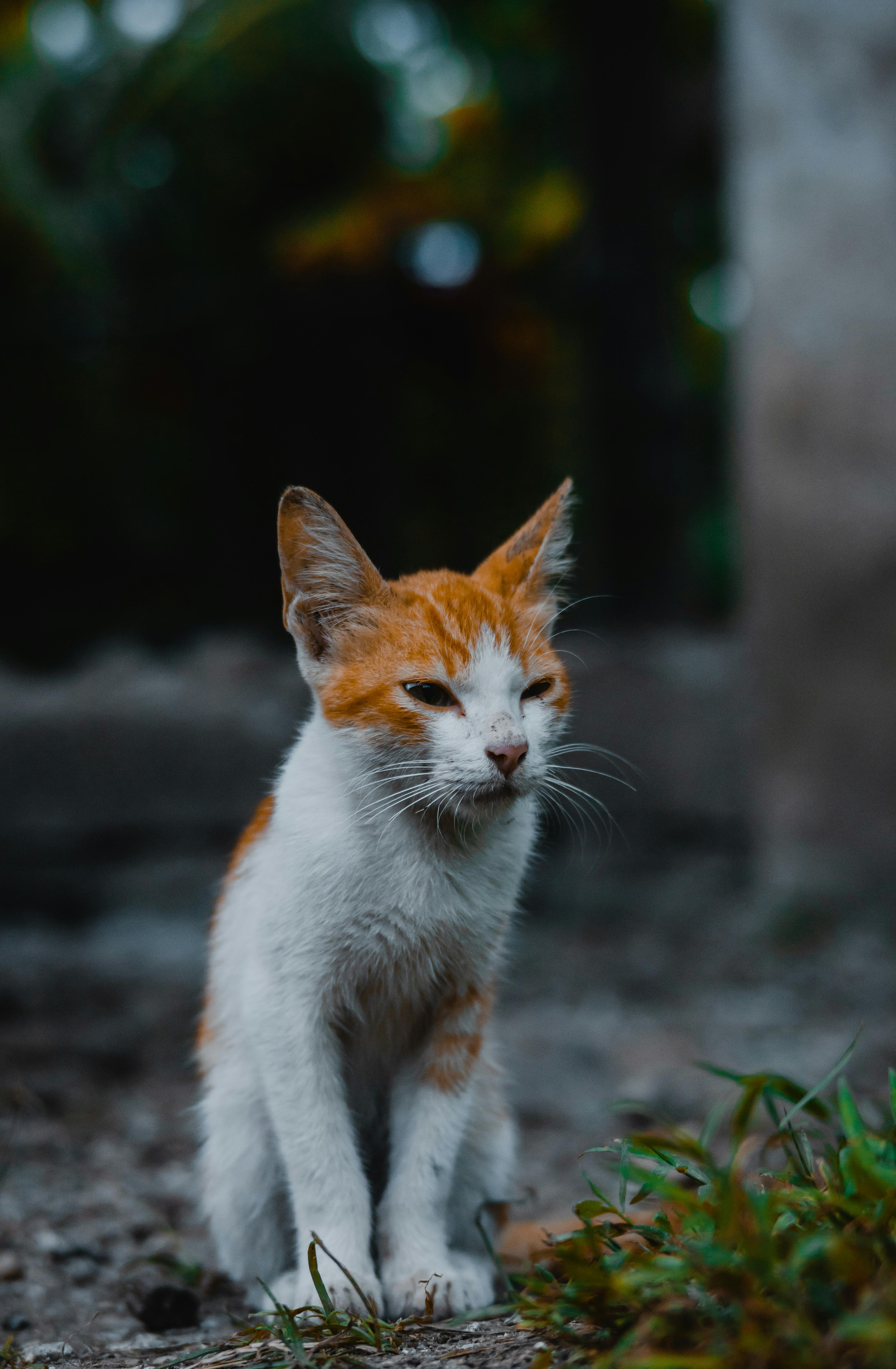 Free Close-up of a cute orange and white kitten sitting outdoors among grass with a blurred background. Stock Photo