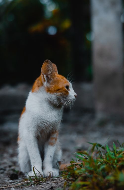 Free Aging kitten sitting outdoors, showcasing beautiful ginger and white fur. Stock Photo