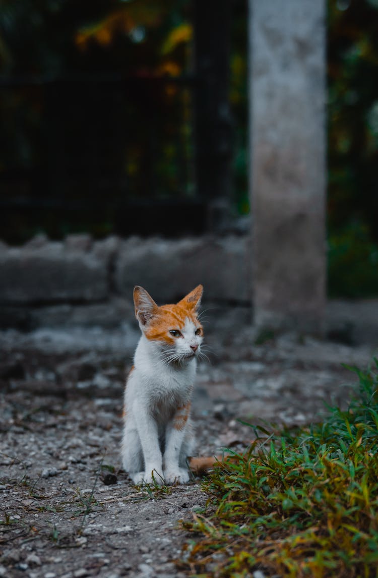 Close-Up Shot Of A Cyprus Cat Sitting On The Ground