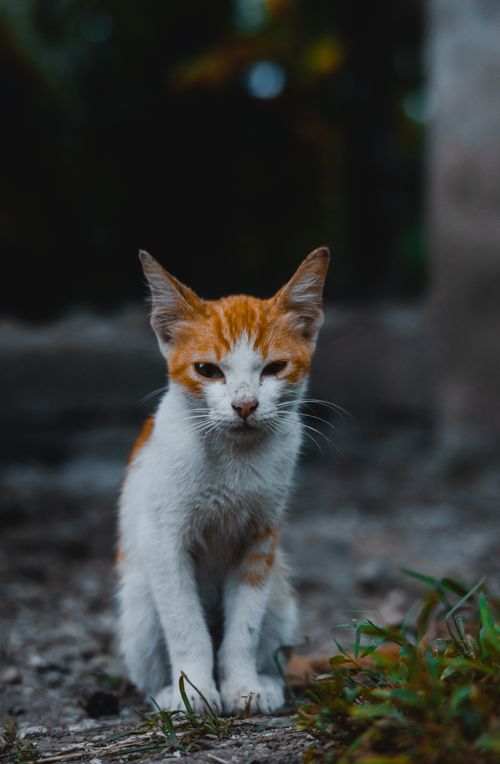 Free Adorable kitten with orange-white fur sitting outdoors on a blurred background. Stock Photo