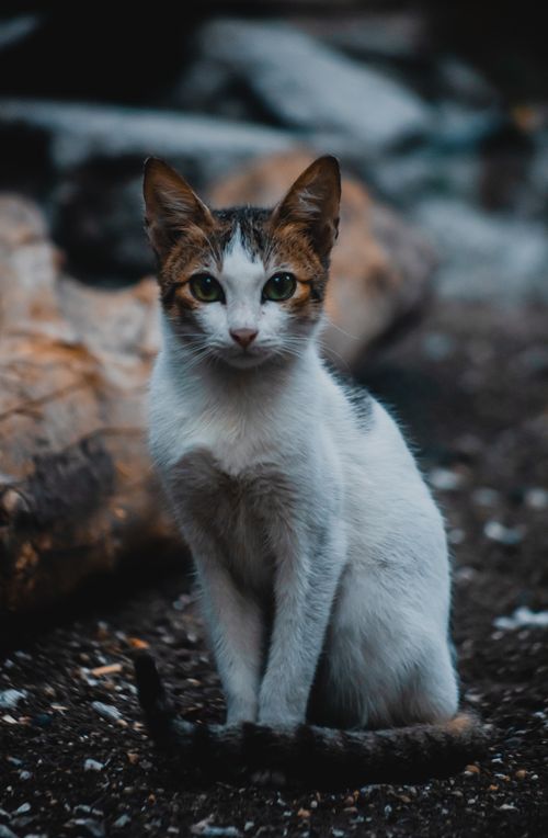 Free A detailed shot of a calico cat sitting outdoors, highlighting its distinct fur patterns. Stock Photo