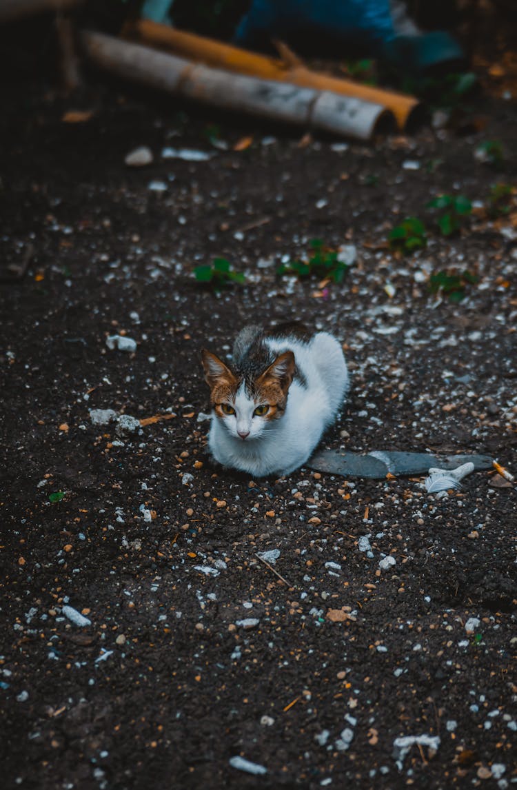 Cyprus Cat Sitting On The Ground