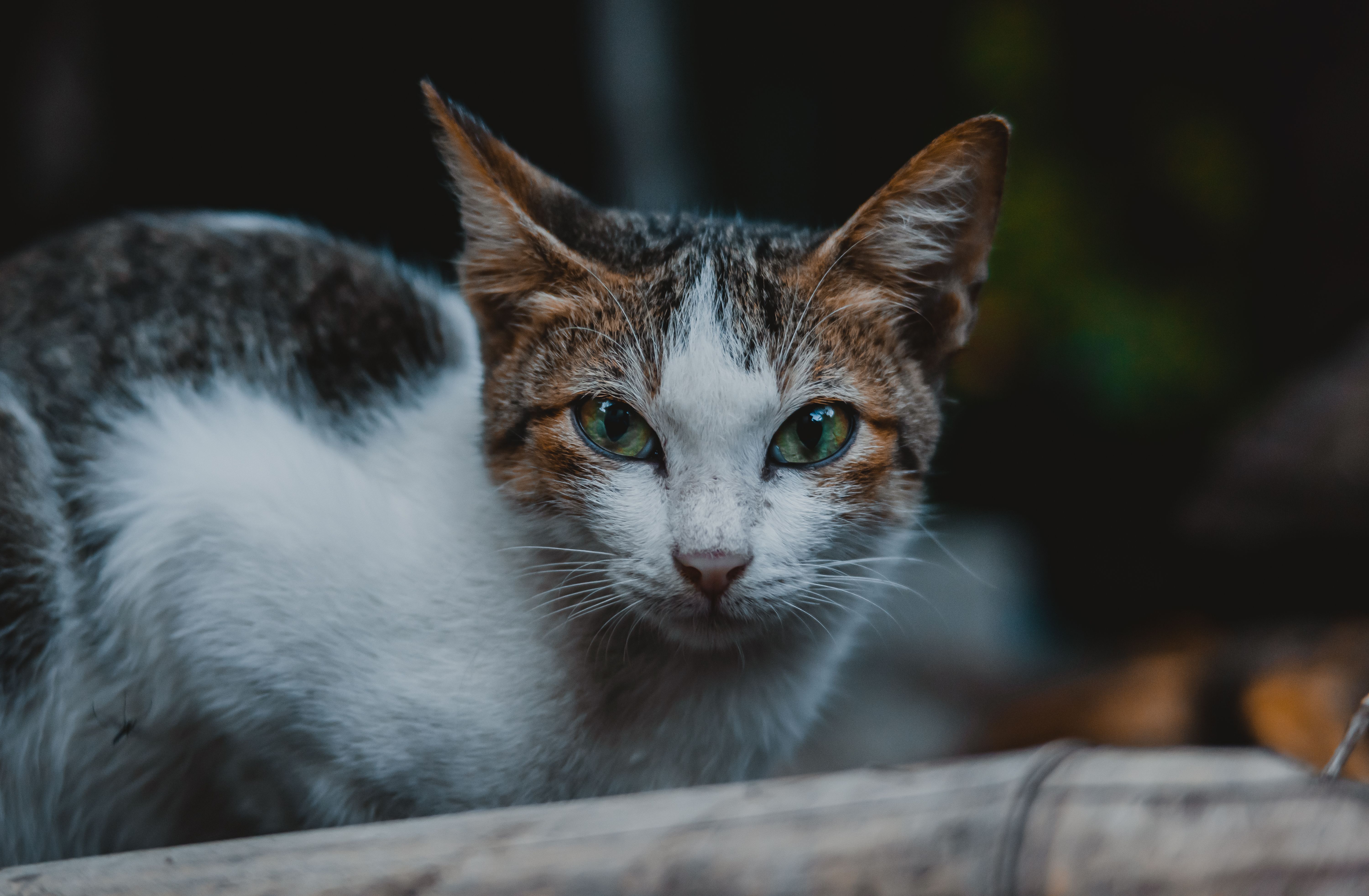 Portrait of a cat at a veterinary clinic