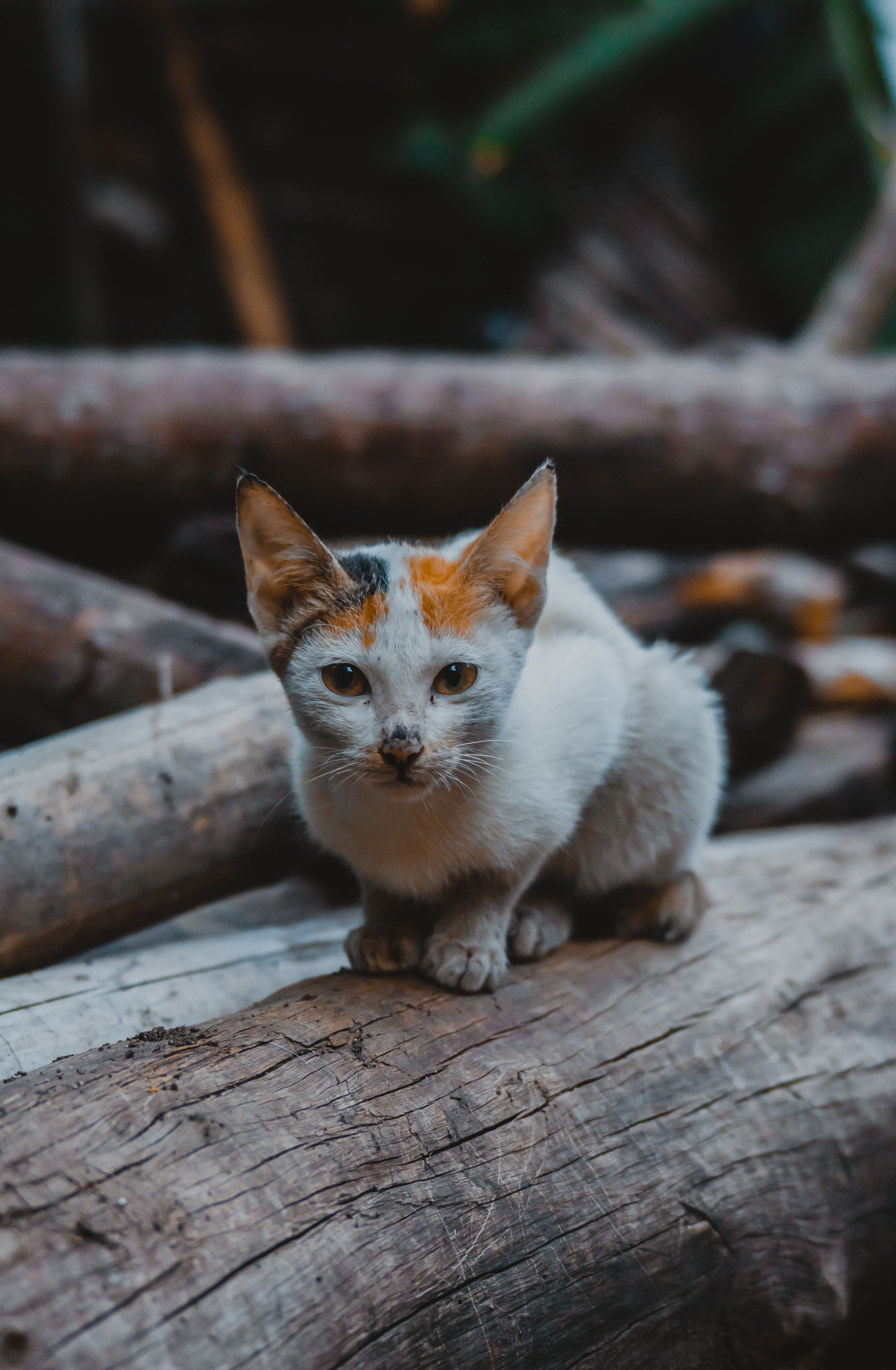 Free Stock Photos Royalty Free Stock Images Copyright Free Pictures Pexels
