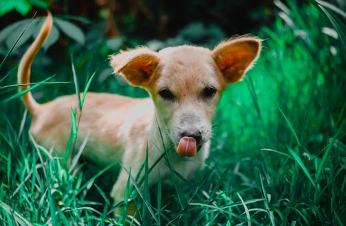 Free Adorable puppy with ears perked up standing amidst lush green grass. Stock Photo