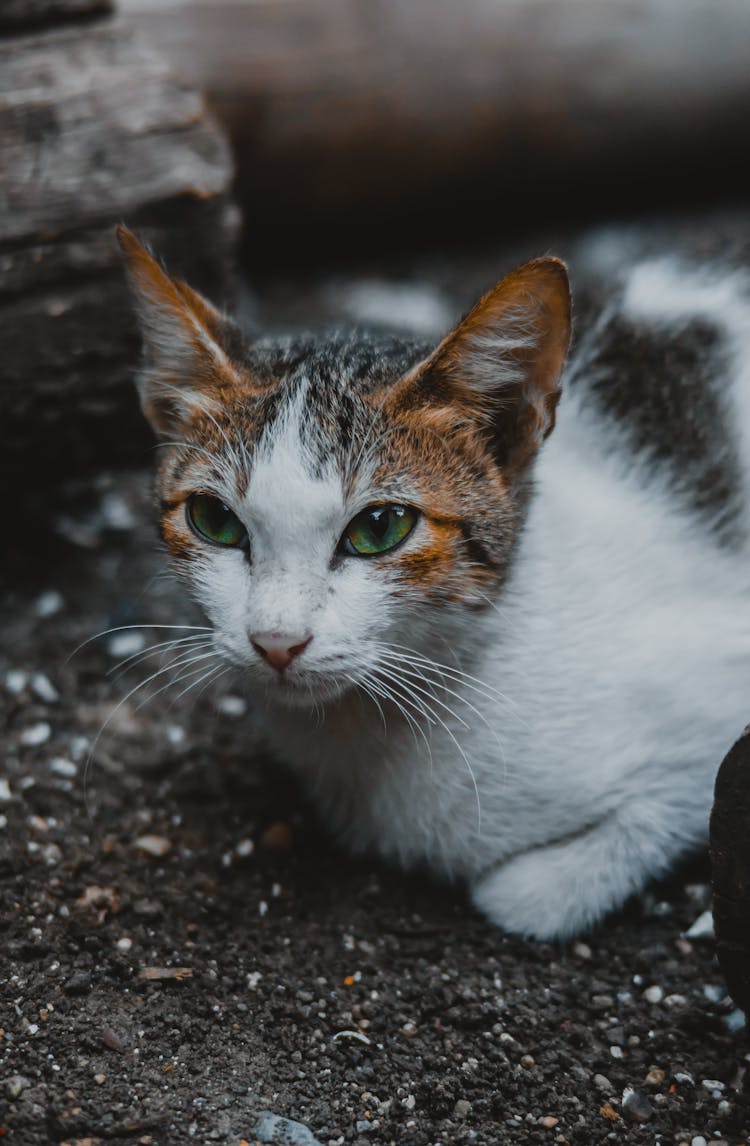 Close-Up Shot Of A Cyprus Cat Sitting On The Ground