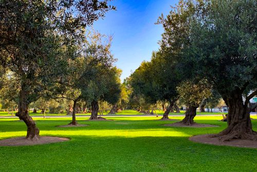 Free Peaceful grove of olive trees in a vibrant green park on a sunny day. Stock Photo