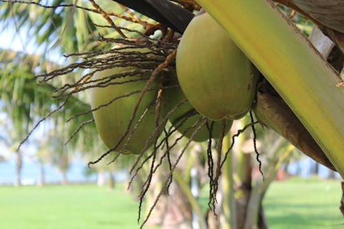 Free stock photo of coconuts, ghana, green