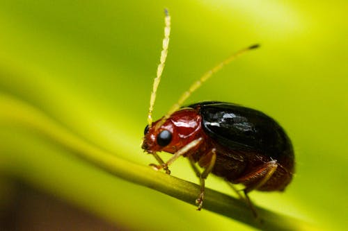 Δωρεάν στοκ φωτογραφιών με beetle, macro shot, ασπόνδυλος