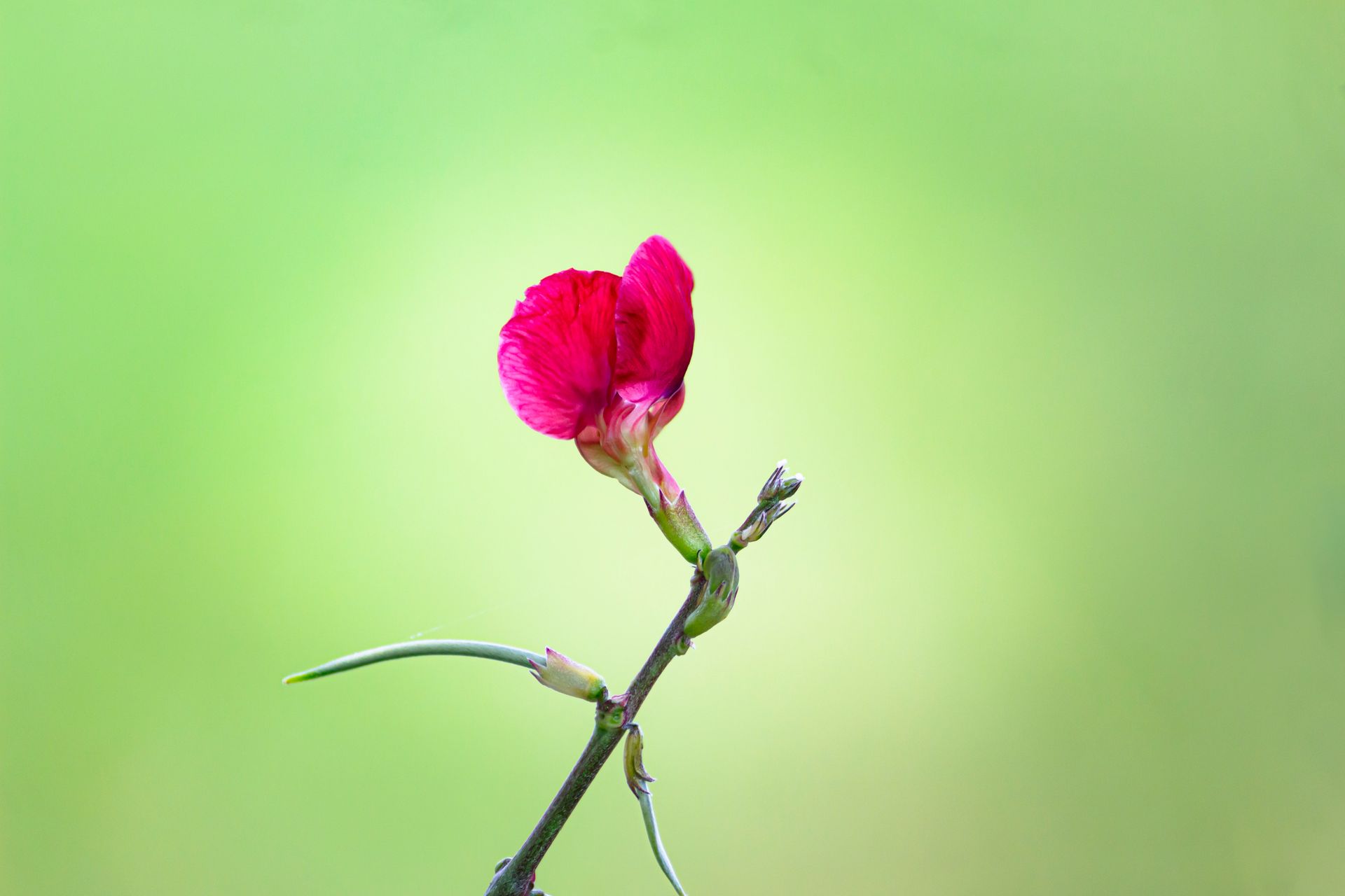 Close-up of a pink sweet pea flower against a soft green background capturing nature's beauty.