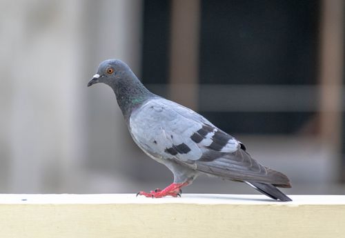 Free Detailed close-up of a pigeon perched outdoors, showcasing its feathers and beak. Stock Photo