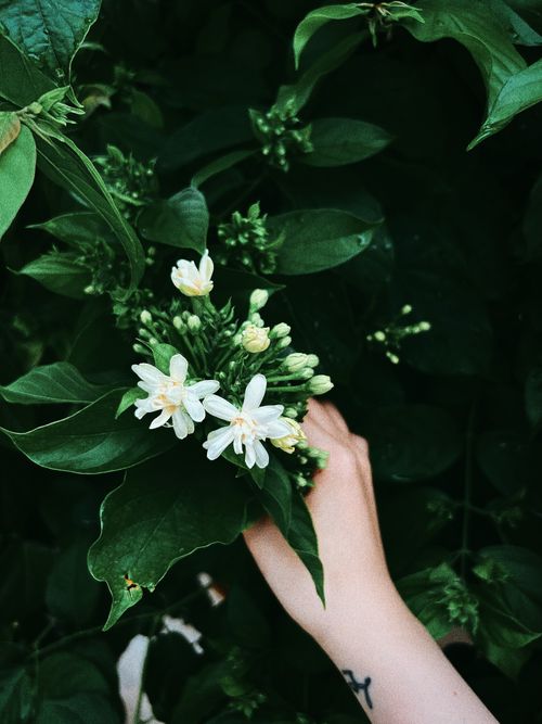 Free Close-up of a hand holding jasmine flowers surrounded by vibrant green leaves, showcasing natural beauty. Stock Photo