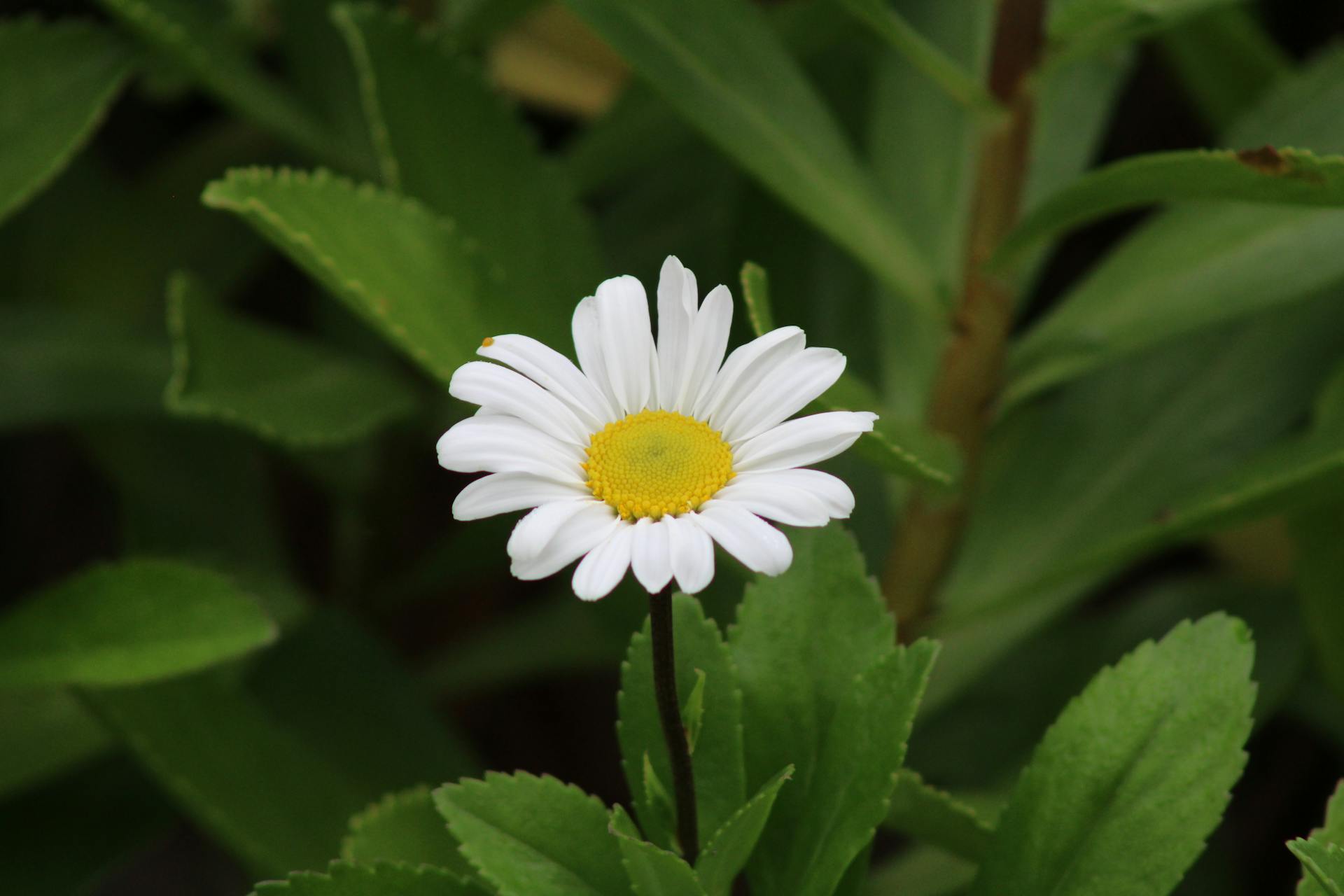 A detailed close-up of a single blooming Nippon daisy showing white petals and a yellow center.