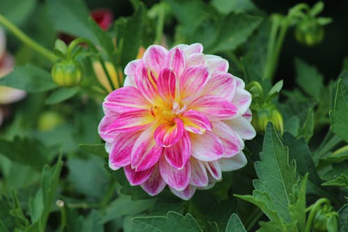 Pink Dalaya Shari Flower with Buds 