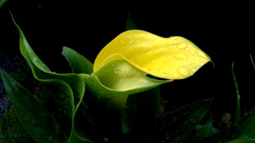 คลังภาพถ่ายฟรี ของ calla, ลิลลี่คาลล่า, สีเหลือง