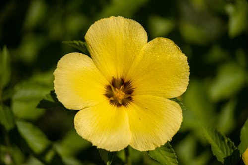 Бесплатное стоковое фото с выборочный фокус, желтый цветок, красивый цветок