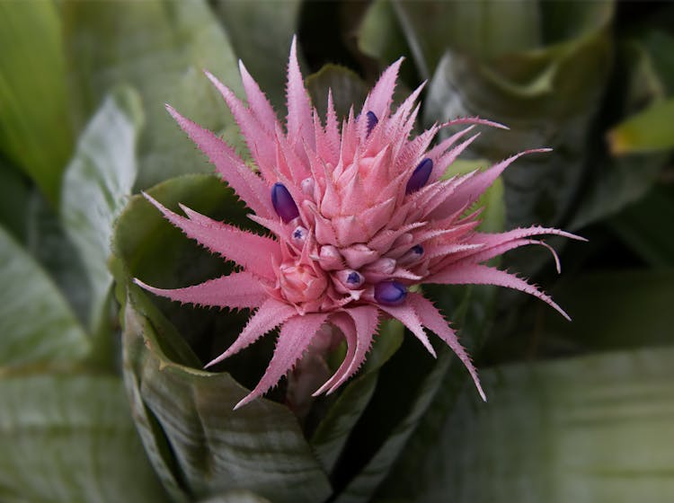 Pink Flower Of An Urn Plant In Bloom