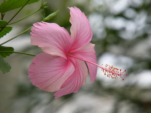 Free Detailed close-up of a pink hibiscus flower showcasing its delicate petals and vibrant colors. Stock Photo