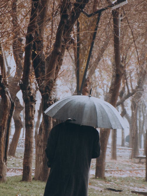 Foto profissional grátis de abrigo, árvores, chuva