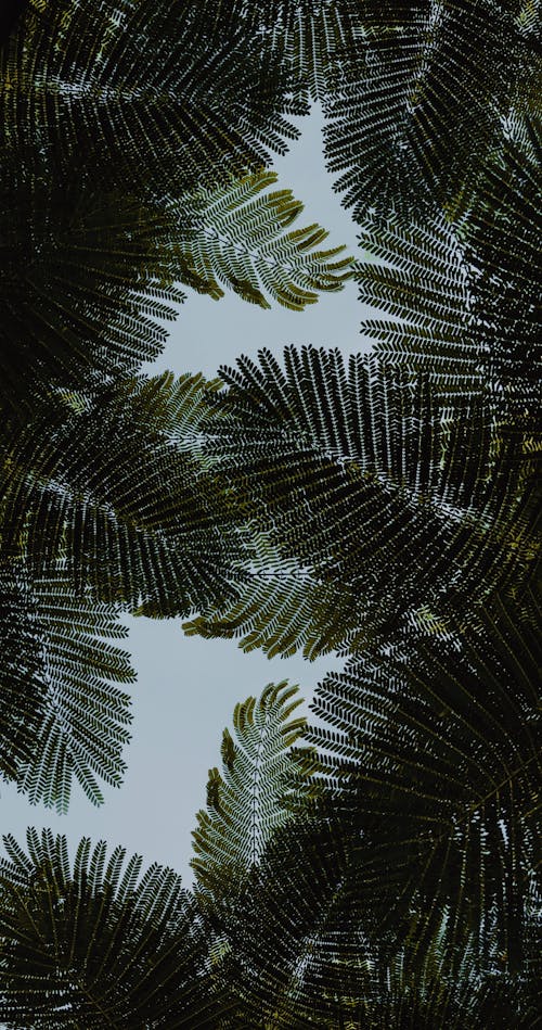 Photos gratuites de directement en dessous, exotique, feuilles de palmier
