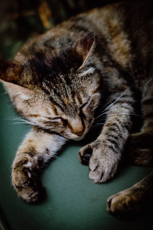 Free Close-up of a sleeping tabby cat in İstanbul showcasing its peaceful demeanor. Stock Photo