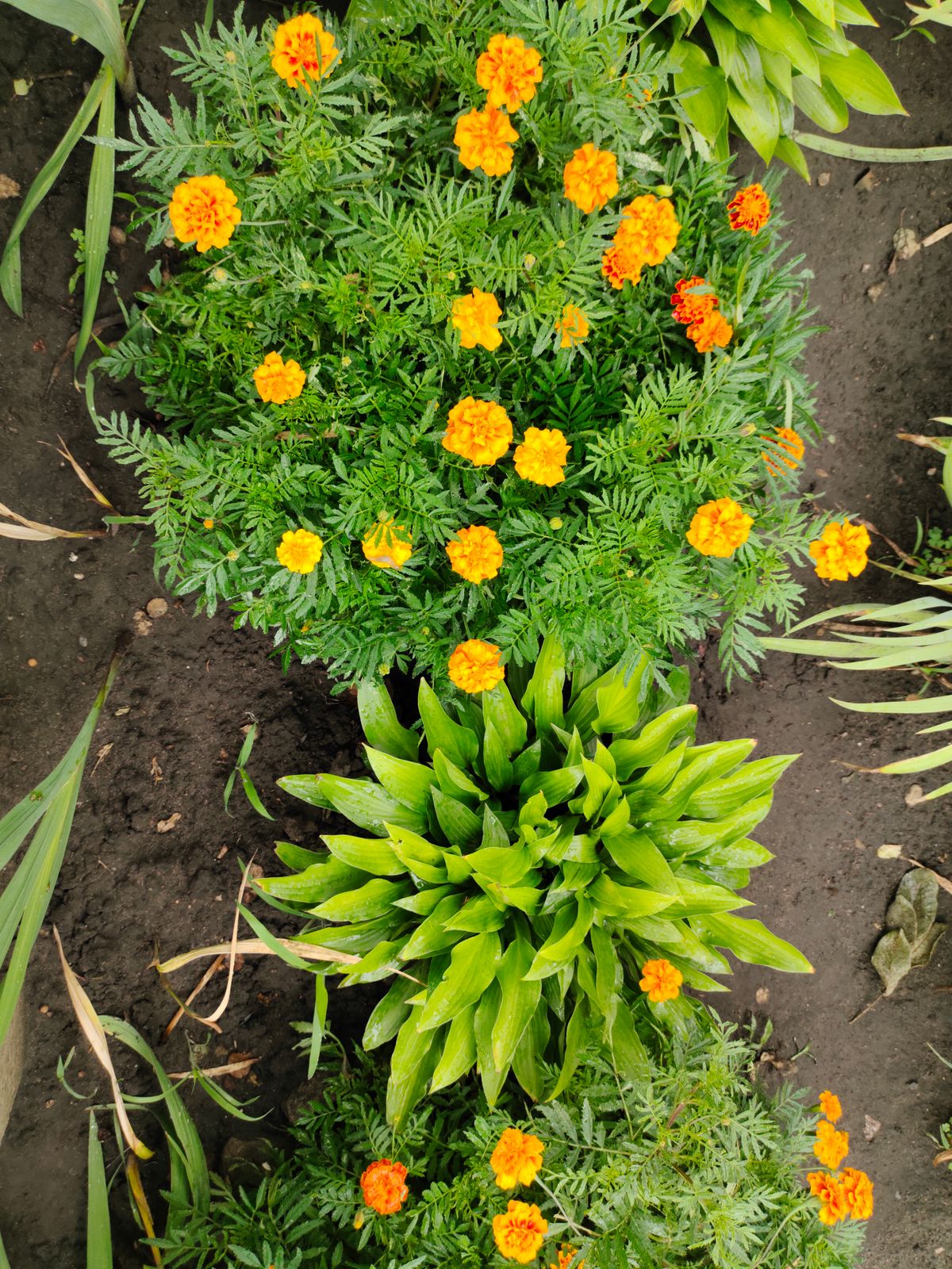 Bright orange marigold flowers blooming in a sunny vegetable garden bed