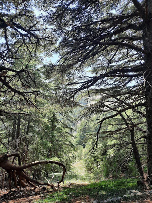 Tall Trees in a Forest