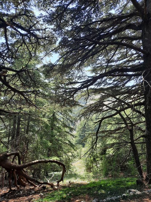 Free Captivating view of a tranquil forest with towering pine trees and dappled sunlight. Stock Photo
