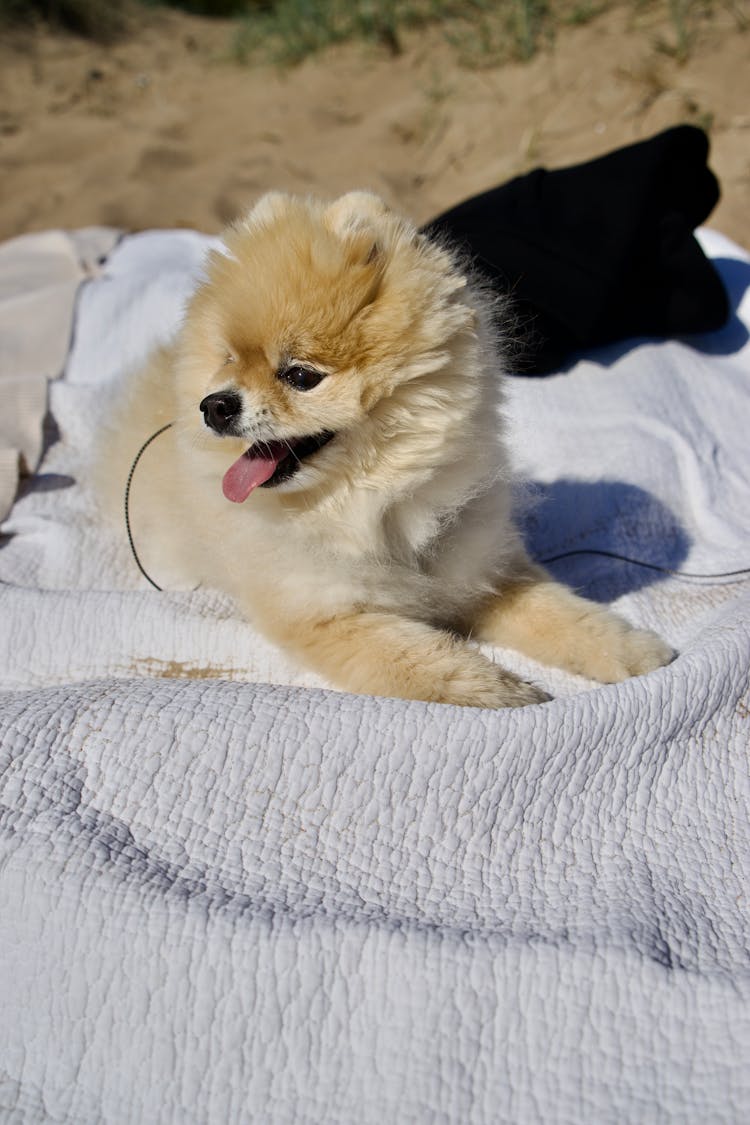 Brown Pomeranian Puppy On White Blanket 